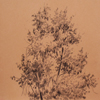 Pencil drawing of tree, 2008